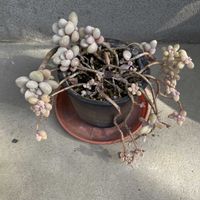 多肉植物,グラプトペタルム,iPhone撮影,小さな庭の画像