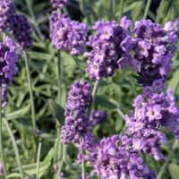 イングリッシュラベンダー,安曇野,イングリッシュラベンダー ほのか,信州大好き⛰️,紫の花の画像