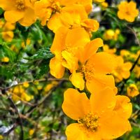 アジサイ,ヤマブキ,ミニバラ,祈りを込めて,今日のお花の画像