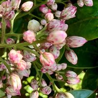 ナンテン,癒し,爽やか,素敵な出会い,なんのお花かな？の画像