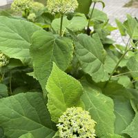 アナベル,花のある暮らし,遊歩道,アナベル  紫陽花,植物がある暮らしの画像
