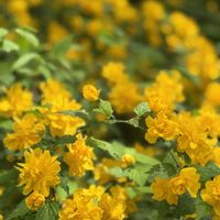 ヤマブキ,エゾヤマザクラ,1日遅れてめんごめんごの画像