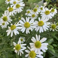 カモミール,ジャーマンカモミール,手作りの庭,一年草,花のある暮らしの画像