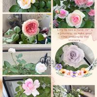 バラ,豆苗,クリスティアーナ,パシュミナ,薔薇ピェールドゥロンサールの画像