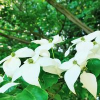 ヤマボウシ,ヤマボウシ,片手間撮影の画像