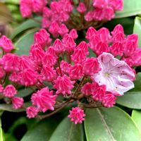 カルミア,癒し,素敵な出会い,蕾がアポロチョコ,なんのお花かな？の画像