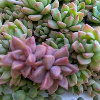 多肉植物,葉挿し,多肉寄せ植え,実生苗,葉挿しっ子の画像