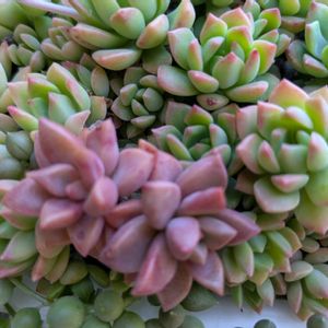 多肉植物,葉挿し,多肉寄せ植え,実生苗,葉挿しっ子の画像