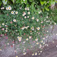 エリゲロン,エリゲロン,花散歩,小さい花,花友さんに感謝の画像