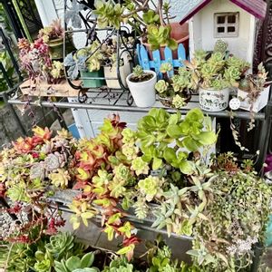 多肉寄せ植え,多肉棚の画像