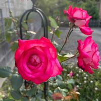 薔薇,地植え,花壇,ガーデニング,庭の画像