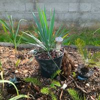 ユッカ,ユッカ ロストラータ,yucca,ユッカ属の画像