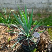 ユッカ,yucca,ユッカ属の画像