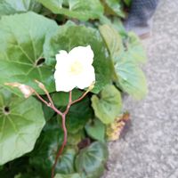 シラユキゲシ,ピラカンサスの花,ピラカンサスの花,花友さんの庭の画像