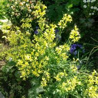 クリーピングタイム,葉牡丹の花,ワトソニア(ヒオウギズイセン),ハイビスカス　エリス,通勤途中の画像