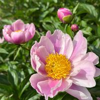 シャクヤク,シャクヤク,芍薬,芍薬,我が家の花壇の画像