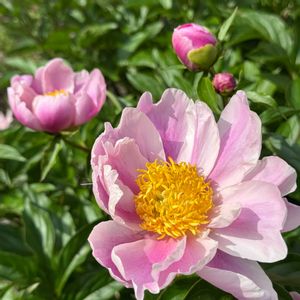 シャクヤク,シャクヤク,芍薬,芍薬,我が家の花壇の画像