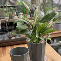 スパティフィラム,スパティフィラム　ミコ,スパティフィラム　ミコ,植物のある暮らし,ami's gardenの画像