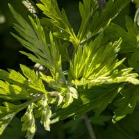 ヨモギ,アルテミシア,不寄草集 蚊不寄(よらずぐさしゅう 蚊よらず),よもぎ,蓬(ヨモギ)の画像