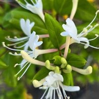 スイカズラ,スイカズラ,スイカズラ,スイカズラ(忍冬),鉢植えの画像
