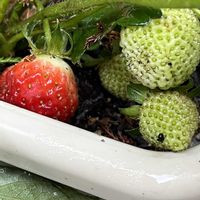 イチゴ,いちご,プランター菜園,今日も元気で,今日も笑顔で♡の画像