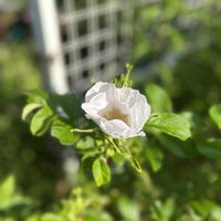 ハマナス,植中毒,バラ・ミニバラ,GS映え,チーム新潟の画像