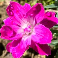 ダイアンサス,ダイアンサス,ナデシコ,ナデシコ,小さな花の画像