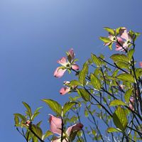 ハナミズキ,青空,青空の下,今日も元気で,今日も笑顔で♡の画像