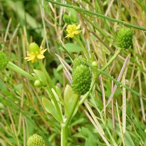 タガラシ,雑草,山野草,キンポウゲ科,黄色いお花大好き協会の画像
