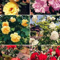 アザミ,クロアゲハ,大室薔薇園,大室薔薇園,大室薔薇園の画像