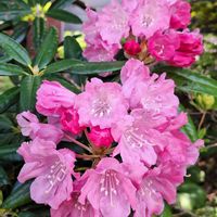 シャクナゲ,シャクナゲ,可愛いピンク色♡,ピンク色の花,夫の実家の庭の画像