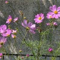 コスモス,散歩道,コスモス♡,キク科 〜,乙女ピンクの画像