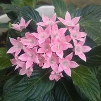 ガイラルディア,ペンタス,ジニア リネアリス,新入りさん,花のある暮らしの画像