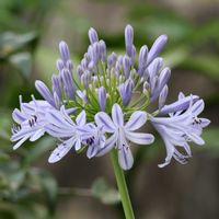 アガパンサス,花のある暮らし,沖縄,美しく青きドヨウ,おうち園芸の画像