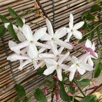 ハゴロモジャスミン,ジャスミンの花,花のある暮らし❤の画像