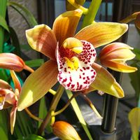 シンビジウム,シンビジウム,ガーデニング,ボタニカルライフ,お庭の植物の画像