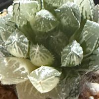 ハオルチア オブツーサ,多肉植物のある暮らし,キラキラ✨,ハオハオ！,多肉植物好きの画像
