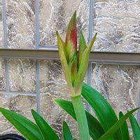 アマリリス,ガーデニング,ボタニカルライフ,お庭の植物,花のある暮らしの画像