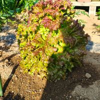 サニーレタス,サニーレタス,ガーデニング,ボタニカルライフ,お庭の植物の画像