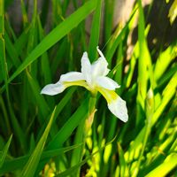 アヤメ,ガーデニング,ボタニカルライフ,山野草,お庭の植物の画像
