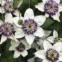 クレマチス,クレマチス,マーガレット,マーガレット,つる薔薇の画像