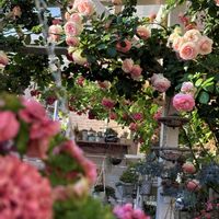 オリーブ,オリーブの花芽,花盛り,バラが好き,ツル薔薇の画像