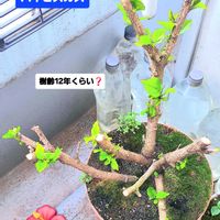 ハイビスカス,復活,植物男子ベランダー, ハイビスカス,ベランダの画像