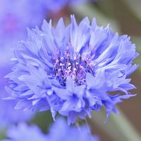 ヤグルマギク,山野草,ピンクの花,青い花,しべ好きの画像
