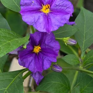 ムラサキハナナス,散歩道,ナス科,むらさきのはな,紫縞色の花の画像