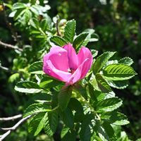 ハマナス,花散歩,ひたち海浜公園,海浜植物,初夏のお花の画像