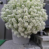 アリッサム,感謝,花のある暮らし,いつまでも,き　れ　い❤の画像