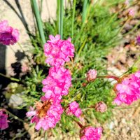 アルメリア,実家の庭,赤ピンク系の画像
