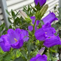 カンパニュラ,フレンチラベンダー,平和を願う,青い花マニア,美しく青きドヨウの画像