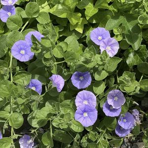 コンボルブルス,地植え,マイガーデン,綺麗✨,チーム岐阜の画像